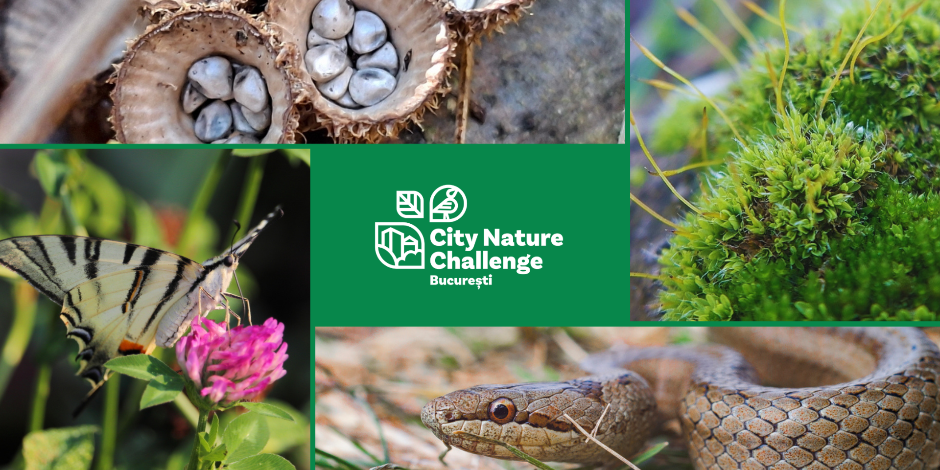 Acceptă provocarea City Nature Challenge București